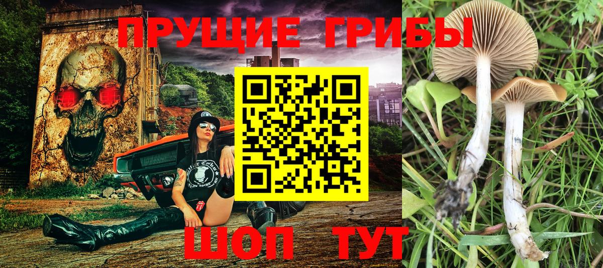 Псилоцибиновые грибы Cubensis Чехов